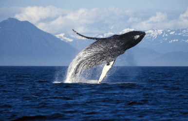 The Environmental Impact Of Whale Watching In Juneau