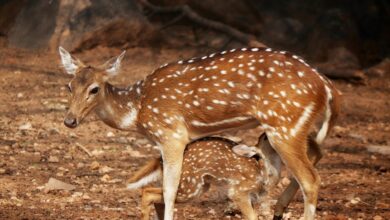 apex axis start fuel leadership