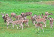 quantum axis leading growth