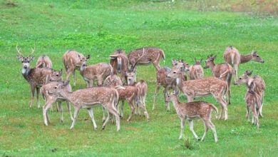 quantum axis leading growth