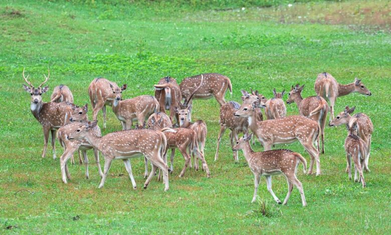 quantum axis leading growth