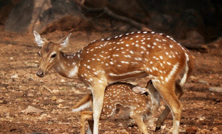 radiant axis driving innovation forward