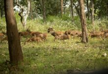 stellar axis start 9035937800