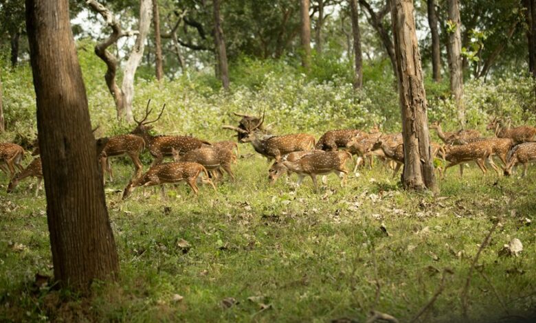 stellar axis start 9035937800