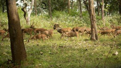 velocity axis begins at 9 012 520 378